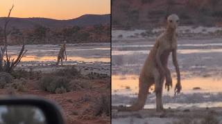Unknown Creatures Have Been Filmed Across the Australian Outback   Part- 2