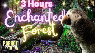 Enchanted Forest | 3-Hour Music and Ambience Dreamscape for Birds | Parrot TV for Your Bird Room🌟
