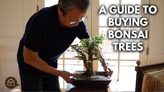 Beginner Bonsai Series - Chapter 11: How & Where to Buy a Bonsai Tree (Beginner’s Guide)
