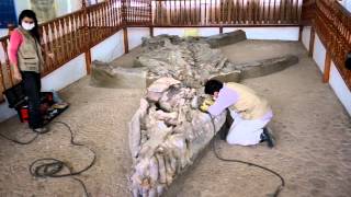 preview picture of video 'Fosil Villa de Leiva (Cronosaurio gigante)'