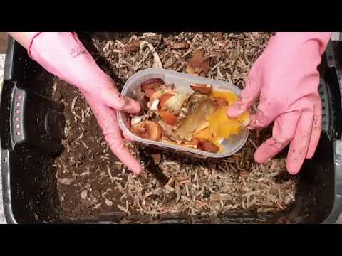 300 adult worms 177-day old ENC bin feeding