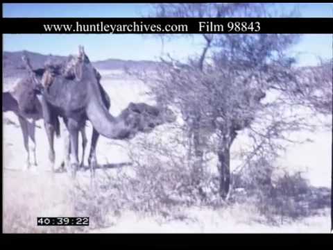 Camel Safari Camp Algeria, 1970s - Film 98843