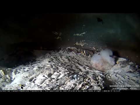 White-tailed Tropicbird Cam Returns For 2020 | Adult Arrives To Brood Fluffy Nestling – May 12, 2020