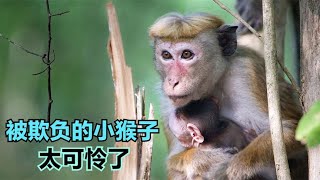 小猴子出生底层家庭，身份卑微被猴群贵族针对，太可怜了  #动物世界 #自然传奇 #大自然 #動物 #動物故事 #野生動物 #動物反殺 #万物有光