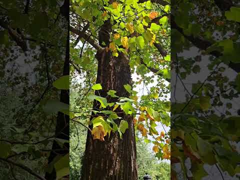 Liriodendron Tulipifera