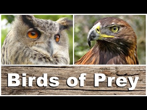 image-What is the largest bird of prey in Europe?
