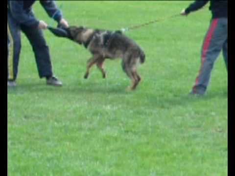 Nico Vikar - obrana.avi