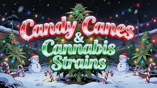  **Candy Canes &amp; Cannabis Strains – SlowBurnKush | Christmas 420 Soul Blues**