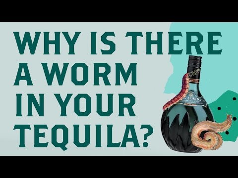 download lagu mp3 mp4 Does Tequila Have A Worm In It, download lagu Does Tequila Have A Worm In It gratis, unduh video klip Does Tequila Have A Worm In It