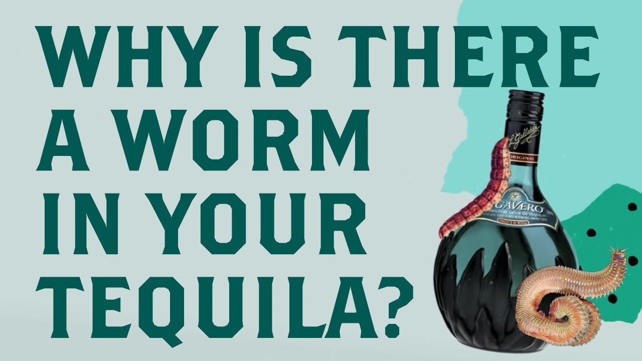 Watch video Why There is a Worm in Your Tequila Now Why There is a Worm in Your Tequila