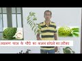 Grafting Lakshman Phal(Hindi) | Graviola Soursop | The Cancer Fruit