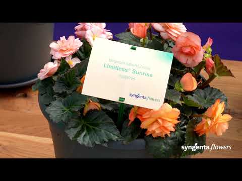 Meet our Begonia Limitless - 10% bigger blooms