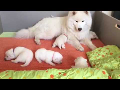 newborn samoyed puppies