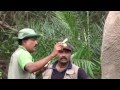 Injured Blind Tusker Part 2 Elephant Wildlife
