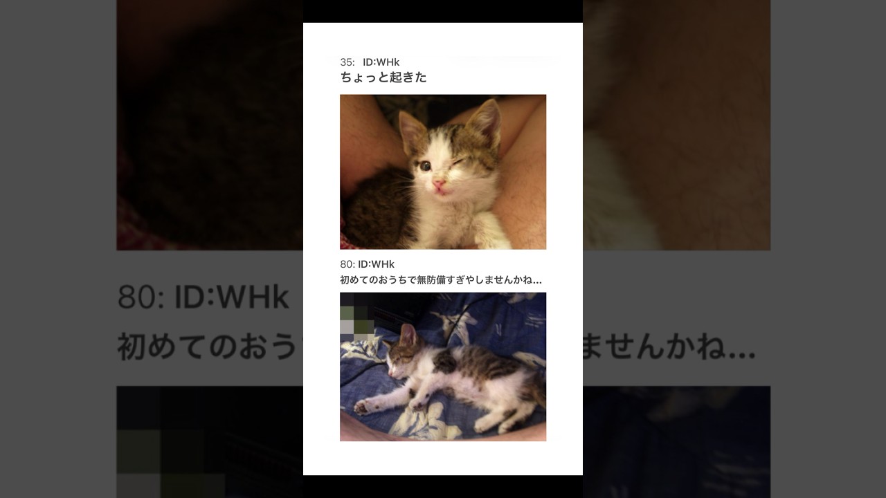 【2ちゃんねる】深夜に子猫を拾った【アフレコ】