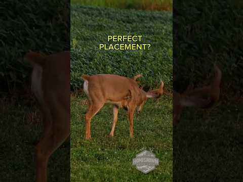 Is this shot perfect? #whitetail #deer #bowhunting #archery #hunting