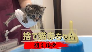 捨てられていた子猫に初めてミルクを飲ませてみた