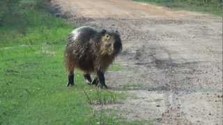 preview picture of video 'Carpinchos en el Parque Nacional El Palmar'