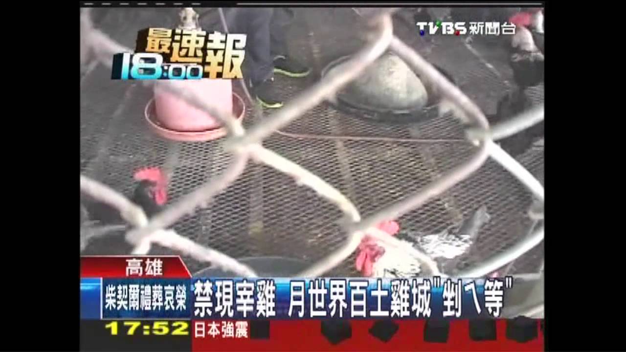 禁現宰雞　月世界百土雞城「剉ㄟ等」