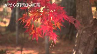 preview picture of video '飛騨高山（飛騨清見せせらぎ街道の紅葉）'