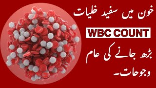 High White Blood Cell Count Urdu/Hindi | Common Causes Of High WBC Counts