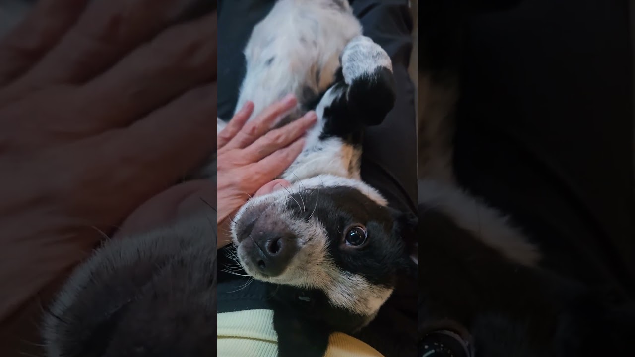 Enlarge Sundance, a Adoptable mixed breed in Evergreen, CO video 2/6