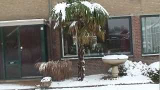 Presidiofilms---The Presidio Palm Tree 'Standing Tall' in Dutch snow storm