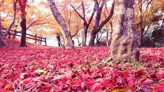 preview picture of video '高谷山雲海 弁当ツーリング その3 ～尾関山公園の紅葉写真と完結編～ バイク ゼルビス 霧の海 SONY AS100V iPhone4s 写真'