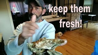 keep oysters fresh FOR UP TO 3 months. | follow these simple steps |