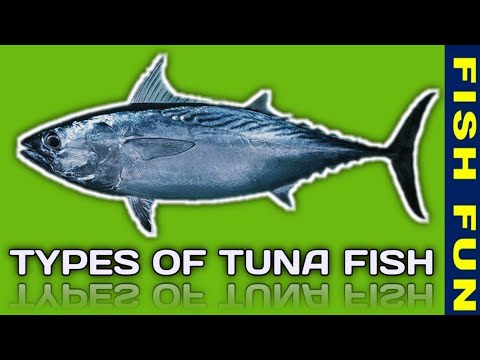 Top 10 types of tuna fish varieties available in the world | popular tuna fishes
