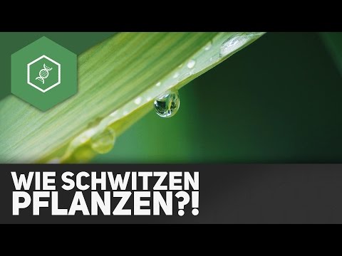 Transpiration: How do plants sweat?!