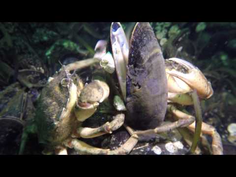 Kalmare vor der Haustür