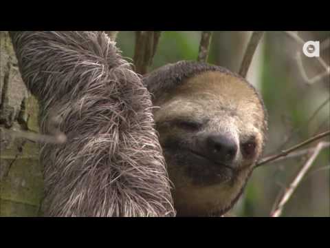 Sloth is Suffering From TSS  Tired Sloth Syndrome