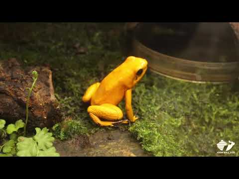 Zoo Insider - Frogs & Friends Visit