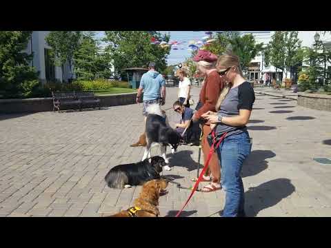 Ruff Pup Dog Training video.