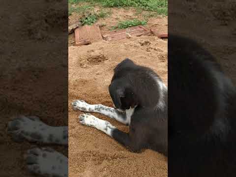 ఈ కుక్క చిమతో ఎంత చక్కగా సరదాగా ఆడుకుంటూ ఉందో చూడండి| DOG WITH PLAYING  ANT 🐜| FUNNY