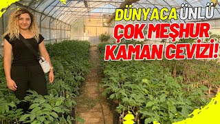 DEVLET MEMURLUĞUNDAN BİLE DAHA FAZLA MAAŞ GETİREN İŞ; KAMAN CEVİZİ KIR