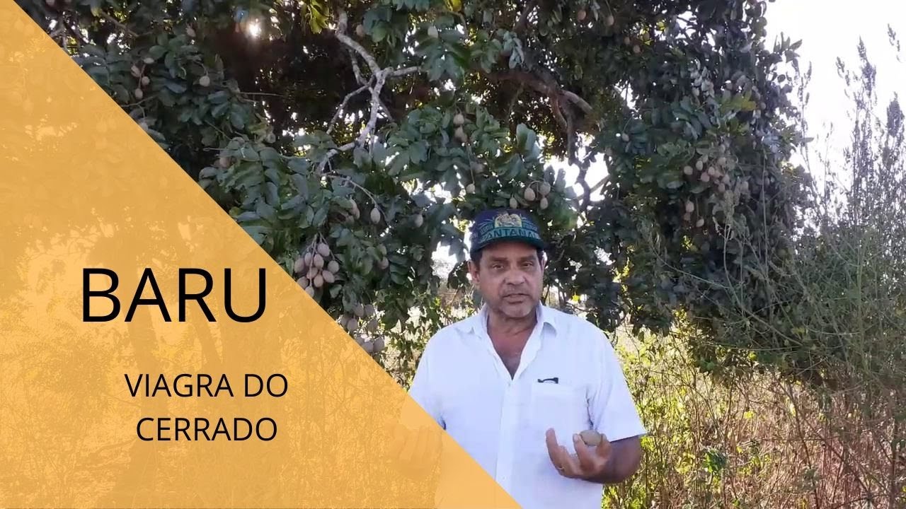 Baru - Viagra do Cerrado