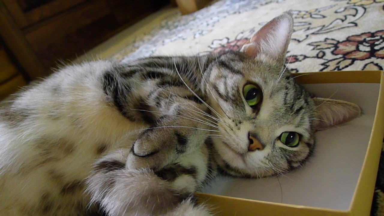 上半身だけ入っていた猫