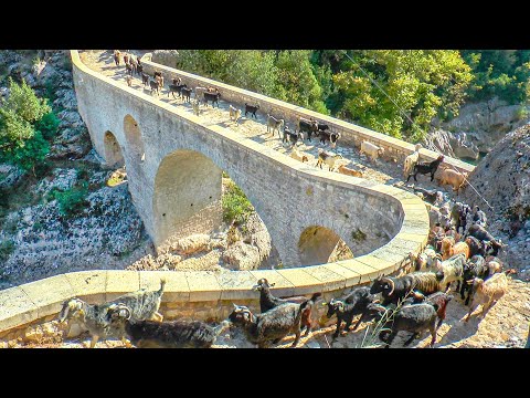 Ali Köprüsü'nde Çoban Göçü ve Yörük Kültürü | Rotamız Yöremiz Programı