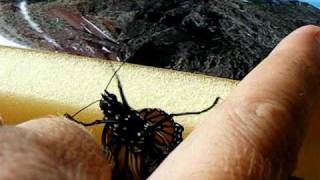 preview picture of video 'Nacimiento de una Mariposa Monarca'