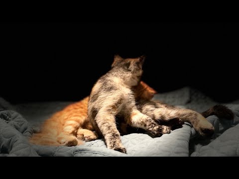 How I bond with my cats and how my kittens play together!