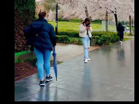 Cherry Blossom in UK                                                      #flowers #cherryblossom