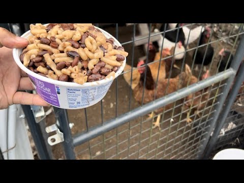 STOP BUYING CHICKEN FEED‼️ IT’S A SCAM‼️HERE’S OUR SOLUTION 🐓#GrowyourownFEEDYOUROWN
