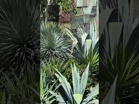 jardin-sec-plantes-moderne-cactus-herbes-cailloux jardin sec