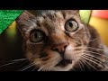 Serenading My Cat About Sandwiches