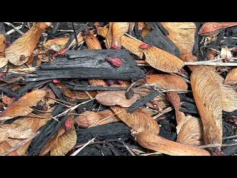 Boxelder Bug Nymphs All Over the Side of the Home in Hopewell, NJ