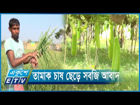 তামাক চাষ ছেড়ে সবজি আবাদে ঝুঁকছেন কুষ্টিয়ার কৃষকরা | ETV News