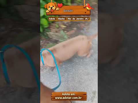 Vídeo de Sansão 
