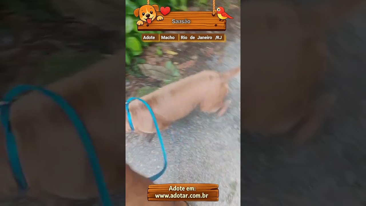 Cachorro raça Pit-Bull idade 3 anos nome Sansão 